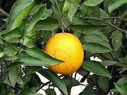 A Laranja Baianinha 