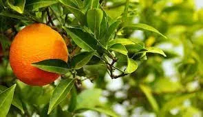 Laranja Barão (Citrus Sinensis)