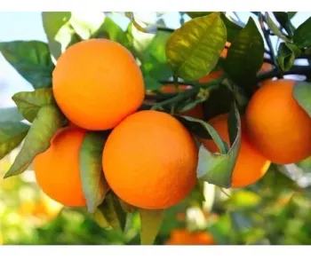 Laranja Charmute 