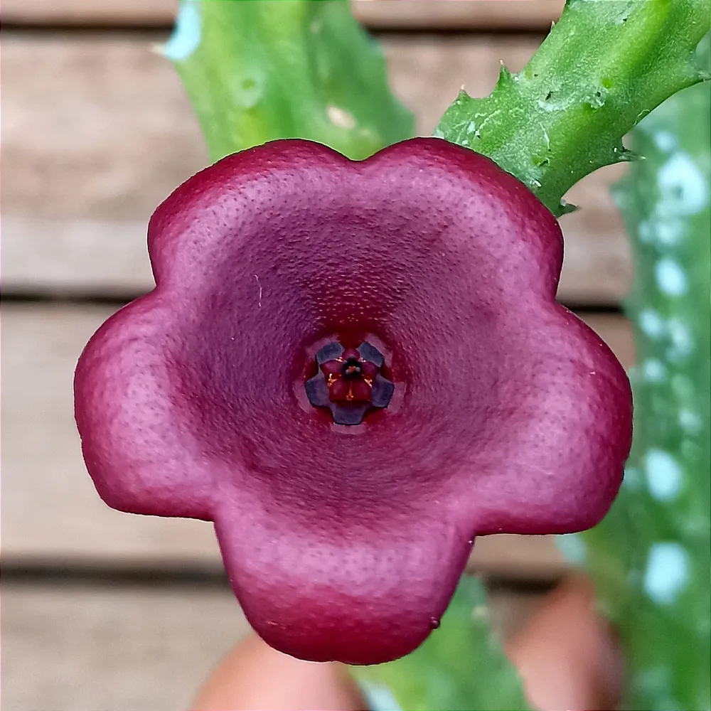 Stapelia nudiflora X Huernia keniensis (1haste)