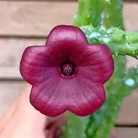 Stapelia nudiflora X Huernia keniensis (1haste) - Foto 3