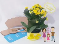 G1.242 Gabarito de Moldes  em MDF Vasinhos Violetas - Foto 4