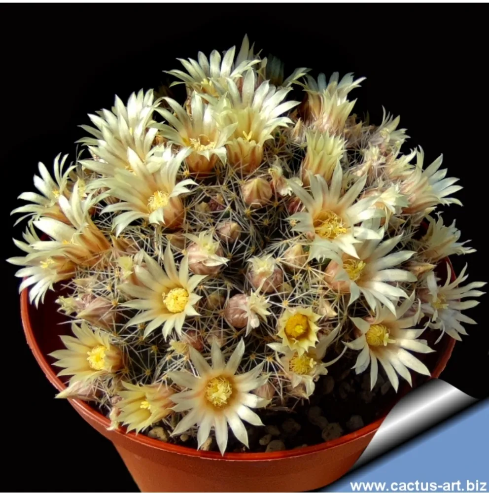 Mammillaria picta (vaso6) Imagem