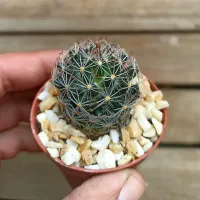 Mammillaria picta (vaso6) - Foto 2