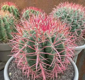 Ferocactus stainesii v. pilosus (vaso6)
