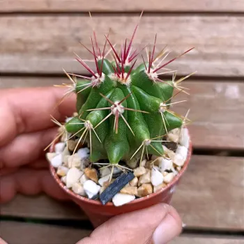 Ferocactus stainesii v. pilosus (vaso6) - Foto 2