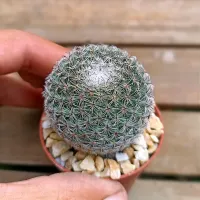 Mammillaria brauneana (vaso6) - Foto 2
