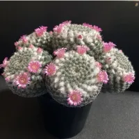Mammillaria brauneana (vaso6) - Foto 3