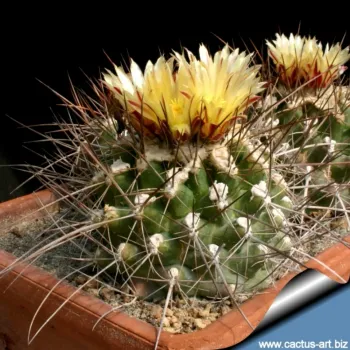 Thelocactus flavus (vaso6)