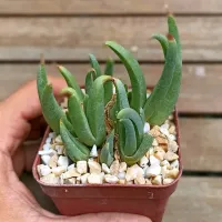 Cheiridopsis cuprea (vaso9)