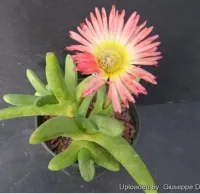 Cheiridopsis cuprea (vaso9) - Foto 2
