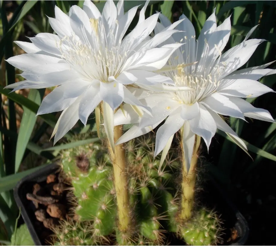 Echinopsis calochlora (vaso6)