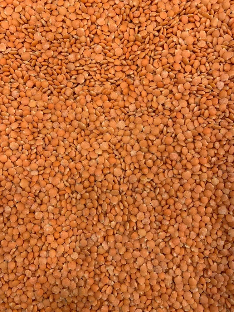 LENTILHA VERMELHA PARTIDA ZEENNY