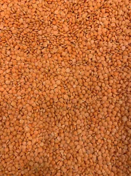 LENTILHA VERMELHA PARTIDA ZEENNY