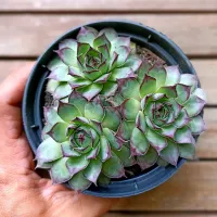 Sempervivum 'Mahogany' (único 3 rosetas - vaso11)
