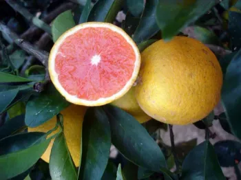 Toranja Grapefruit Star Ruby - Foto 2