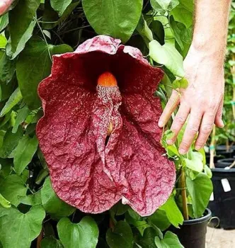 Trepadeira Papo de Peru