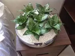 Espada de São  Jorge (Mini)