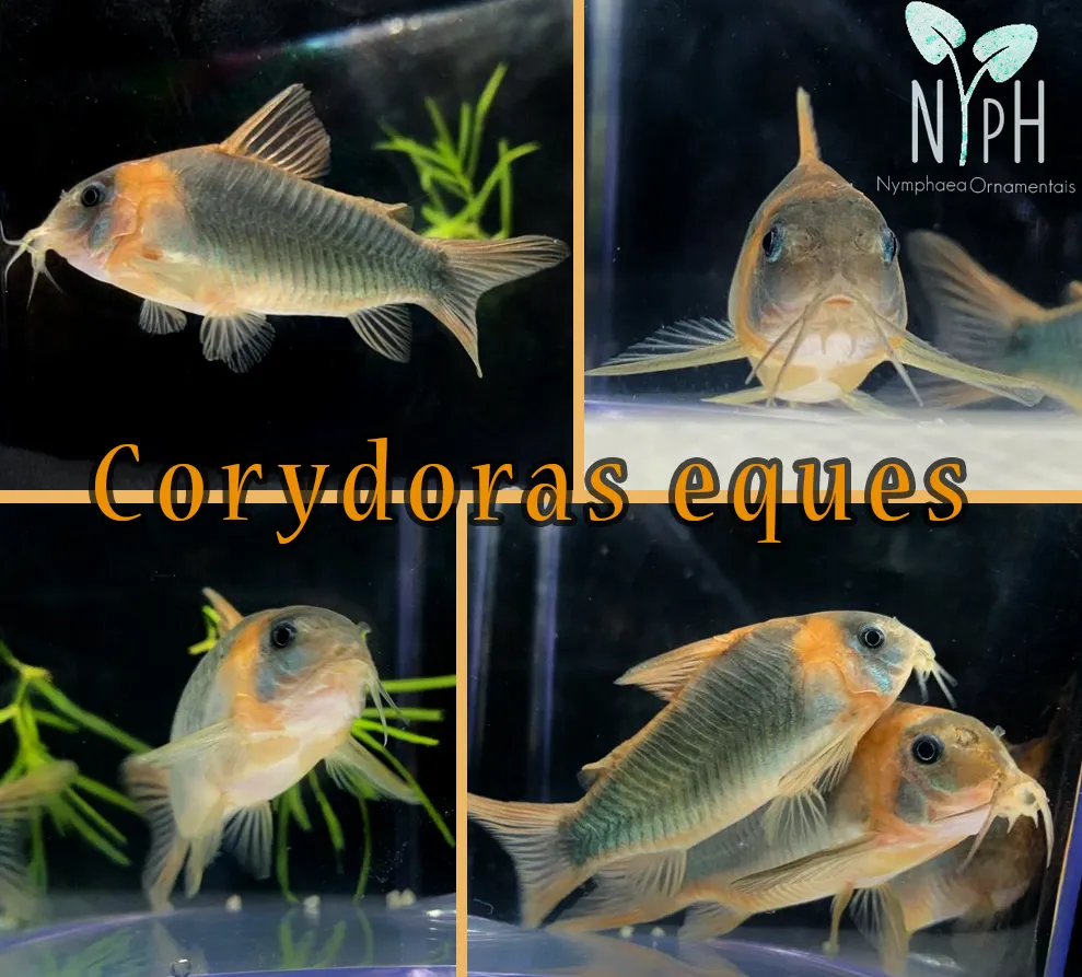 Corydora Eques - Loja