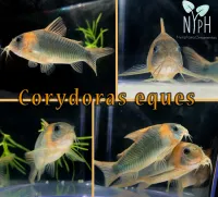 Corydora Eques - Loja