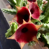 Huernia 'Red Disk' (vaso7 - 1 haste)