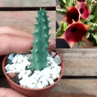 Huernia 'Red Disk' (vaso7 - 1 haste) - Foto 2