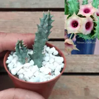 Huernia JVM1114 (vaso7 - 1haste) - Foto 2