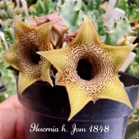 Huernia jvm1848 (vaso7 - 1 haste)