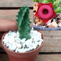 Huernia zebrina 'Tigresa'  jvm1973 (vaso7 - 1haste) - Foto 2