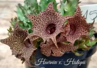 Huernia hislopii 'Crespa' Jvm1587 (1haste) - Foto 2