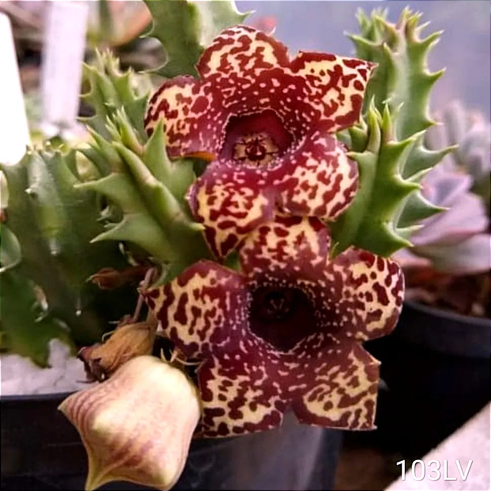 Huernia 103LV (vaso7 - 1haste)