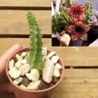 Huernia 103LV (vaso7 - 1haste) - Foto 2