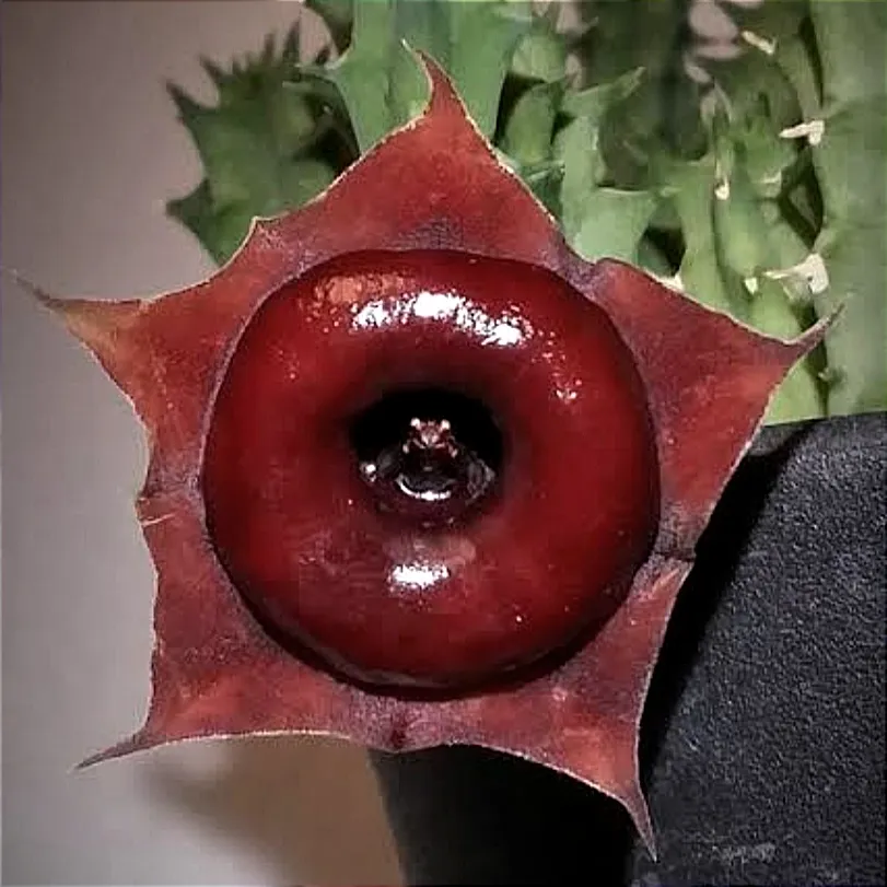 Huernia 