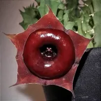Huernia 'Korat Crimson' (vaso7 - 1haste)