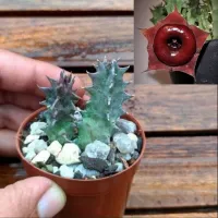 Huernia 'Korat Crimson' (vaso7 - 1haste) - Foto 2