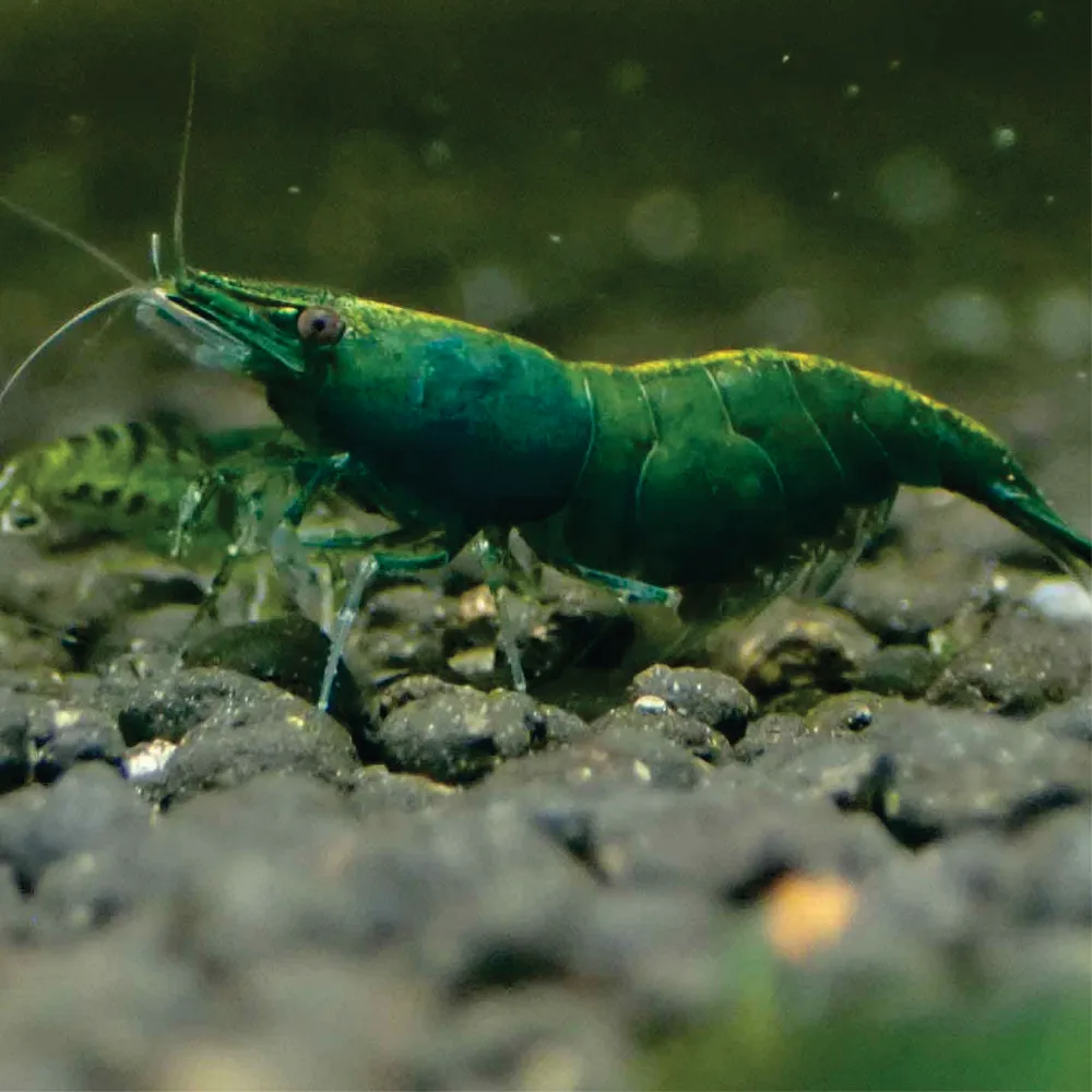 Camarão Neocaridina -  Green Jade. Und