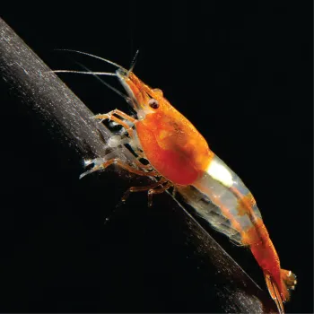 Camarão Neocaridina -  Orange Rilli. Und