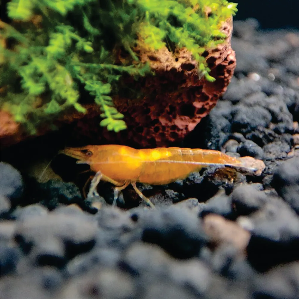 Camarão Neocaridina - Orange. Und
