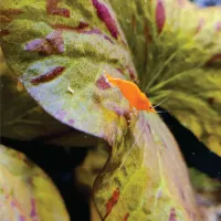 Camarão Neocaridina - Orange. Und - Foto 2