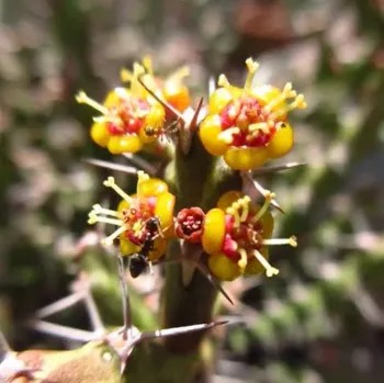 Euphorbia dichroa (vaso7)