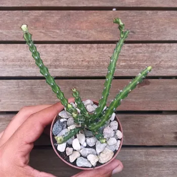 Euphorbia dichroa (vaso7) - Foto 2