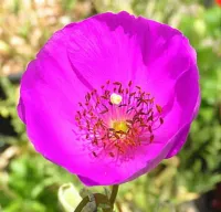 Calandrinia 'Shining Pink' (vaso9)