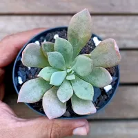 Calandrinia 'Shining Pink' (vaso9) - Foto 2