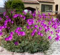 Calandrinia 'Shining Pink' (vaso9) - Foto 3