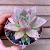 Echeveria agavoides 'Honey Pink' (vaso9) - Foto 2