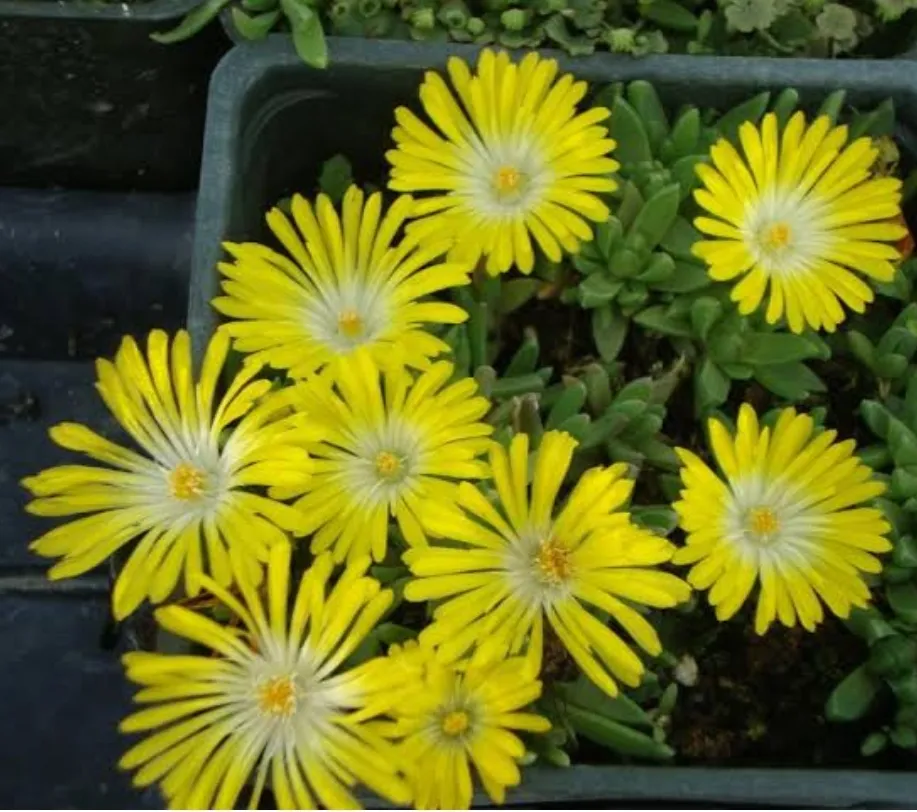 Delosperma basuticum (vaso9)