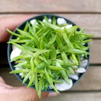 Delosperma basuticum (vaso9) - Foto 2