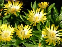Delosperma basuticum (vaso9) - Foto 3