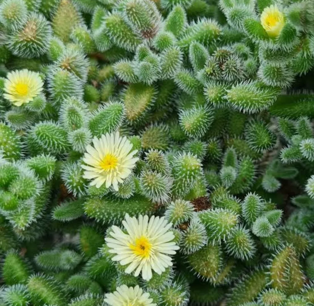 Delosperma echinatum (vaso9)