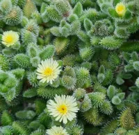 Delosperma echinatum (vaso9)